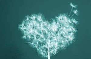 A dandelion is blowing wishes in the shape of a heart.